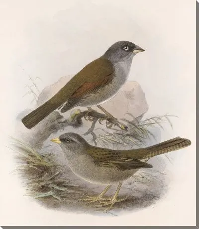 Картина Птицы Авес Пл. 74 (1879-1915) №27