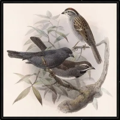 Картина Птицы Авес Пл. 74 (1879-1915) №28