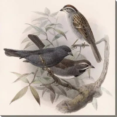 Картина Птицы Авес Пл. 74 (1879-1915) №28