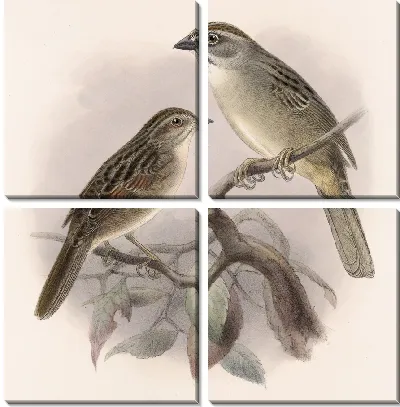 Картина Птицы Авес Пл. 74 (1879-1915) №29