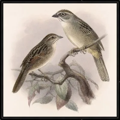 Картина Птицы Авес Пл. 74 (1879-1915) №29