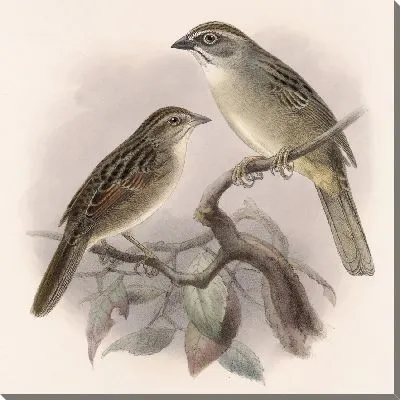 Картина Птицы Авес Пл. 74 (1879-1915) №29