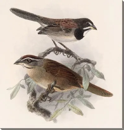 Картина Птицы Авес Пл. 74 (1879-1915) №30