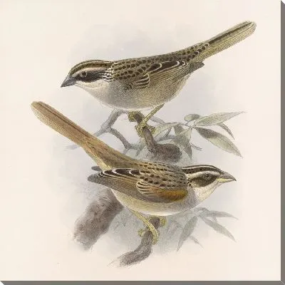 Картина Птицы Авес Пл. 74 (1879-1915) №31