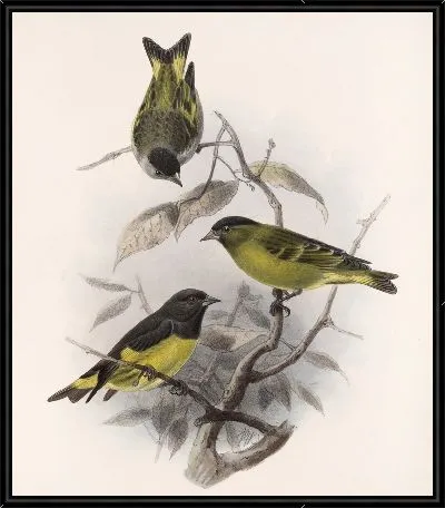 Картина Птицы Авес Пл. 74 (1879-1915) №32