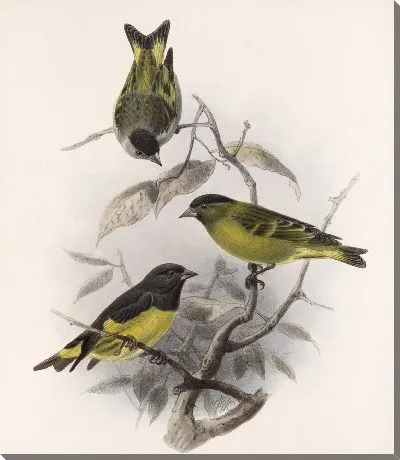 Картина Птицы Авес Пл. 74 (1879-1915) №32