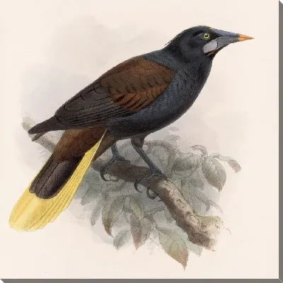 Картина Птицы Авес Пл. 74 (1879-1915) №33