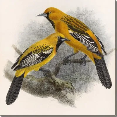 Картина Птицы Авес Пл. 74 (1879-1915) №34