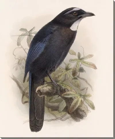 Картина Птицы Авес Пл. 74 (1879-1915) №35