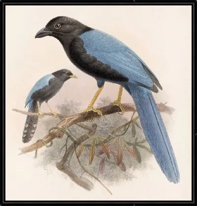 Картина Птицы Авес Пл. 74 (1879-1915) №36