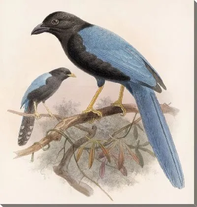 Картина Птицы Авес Пл. 74 (1879-1915) №36