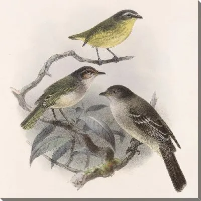 Картина Птицы Авес Пл. 74 (1879-1915) №37