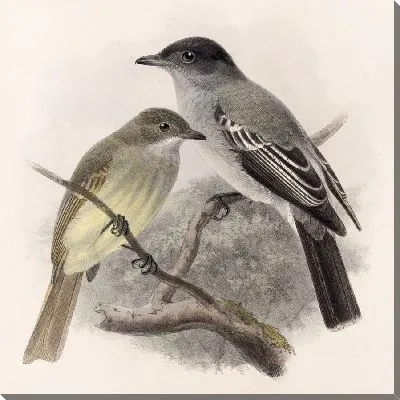 Картина Птицы Авес Пл. 74 (1879-1915) №38