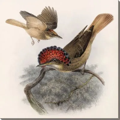 Картина Птицы Авес Пл. 74 (1879-1915) №40