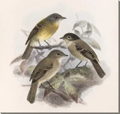 Картина Птицы Авес Пл. 74 (1879-1915) №41