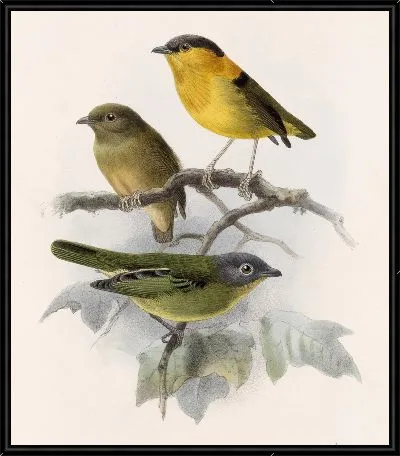Картина Птицы Авес Пл. 74 (1879-1915) №42