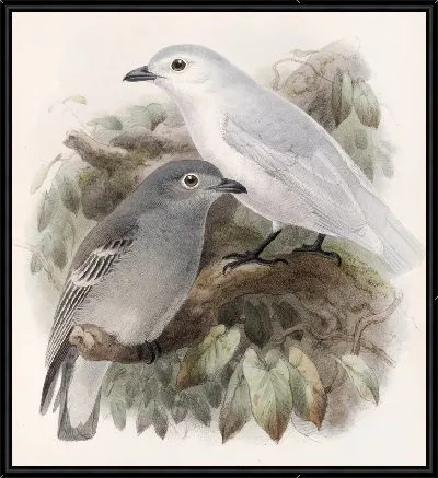 Картина Птицы Авес Пл. 74 (1879-1915) №43
