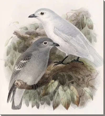 Картина Птицы Авес Пл. 74 (1879-1915) №43