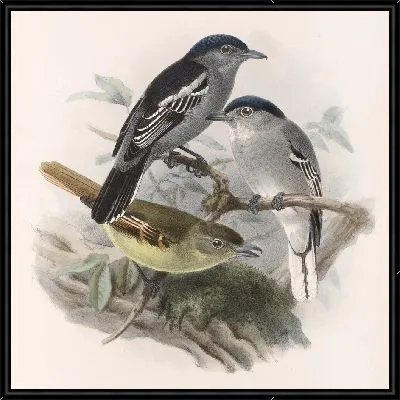 Птицы Авес Пл. 74 (1879-1915) №44