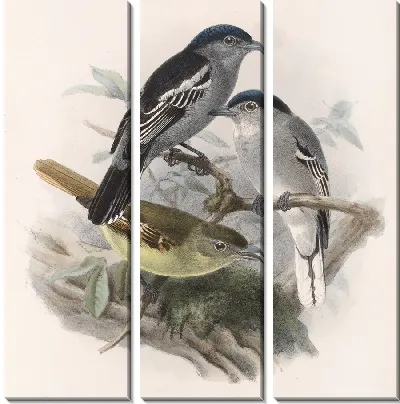 Птицы Авес Пл. 74 (1879-1915) №44