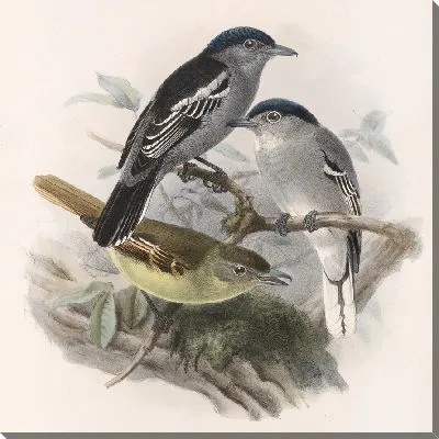 Птицы Авес Пл. 74 (1879-1915) №44