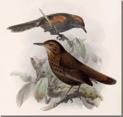 Картина Птицы Авес Пл. 74 (1879-1915) №45