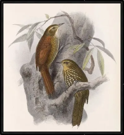 Птицы Авес Пл. 74 (1879-1915) №48