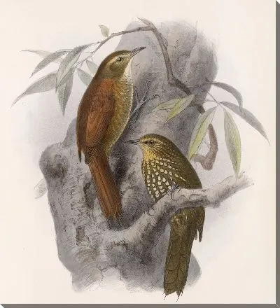 Птицы Авес Пл. 74 (1879-1915) №48