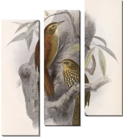 Птицы Авес Пл. 74 (1879-1915) №48