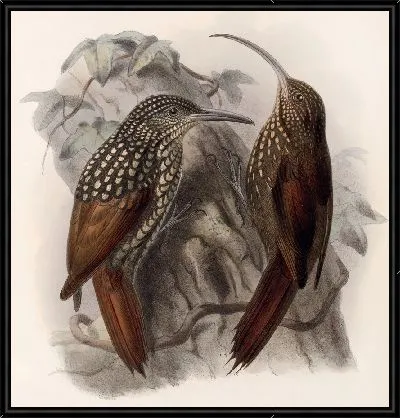 Картина Птицы Авес Пл. 74 (1879-1915) №49