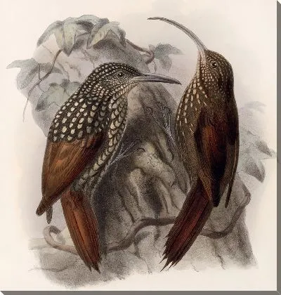 Картина Птицы Авес Пл. 74 (1879-1915) №49