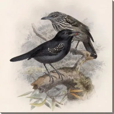 Картина Птицы Авес Пл. 74 (1879-1915) №50