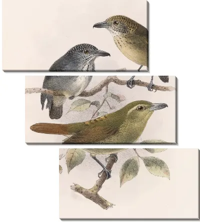 Картина Птицы Авес Пл. 74 (1879-1915) №51
