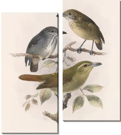 Картина Птицы Авес Пл. 74 (1879-1915) №51