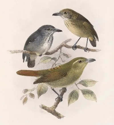 Птицы Авес Пл. 74 (1879-1915) №51