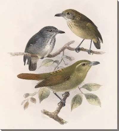 Птицы Авес Пл. 74 (1879-1915) №51