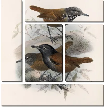 Картина Птицы Авес Пл. 74 (1879-1915) №52
