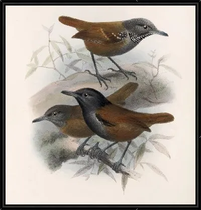 Картина Птицы Авес Пл. 74 (1879-1915) №52