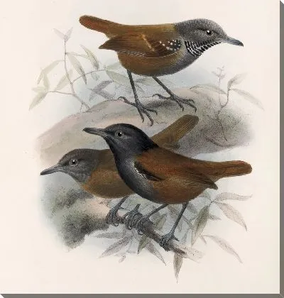 Картина Птицы Авес Пл. 74 (1879-1915) №52