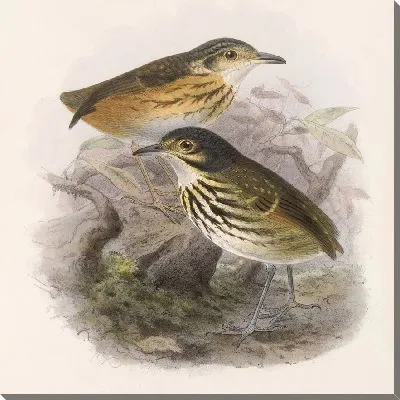 Картина Птицы Авес Пл. 74 (1879-1915) №54