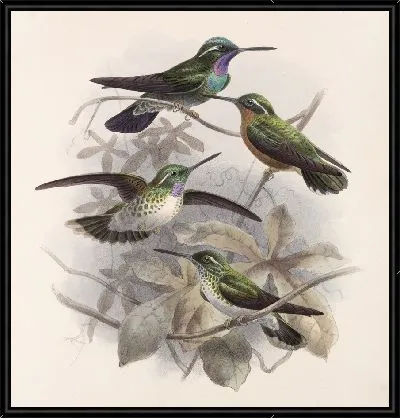 Птицы Авес Пл. 74 (1879-1915) №55