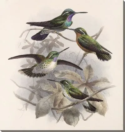 Птицы Авес Пл. 74 (1879-1915) №55