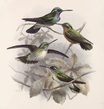 Птицы Авес Пл. 74 (1879-1915) №55