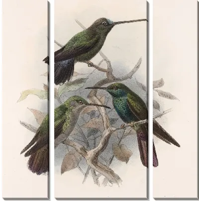 Картина Птицы Авес Пл. 74 (1879-1915) №57