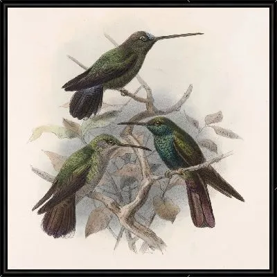 Птицы Авес Пл. 74 (1879-1915) №57