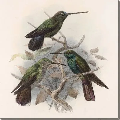 Птицы Авес Пл. 74 (1879-1915) №57