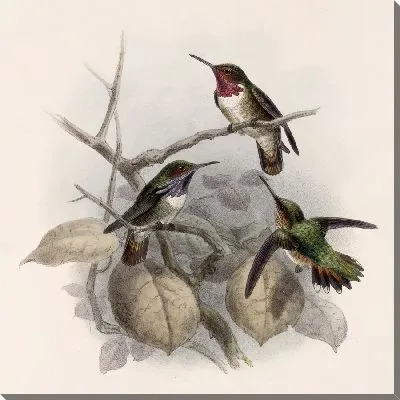 Картина Птицы Авес Пл. 74 (1879-1915) №58