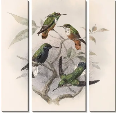 Картина Птицы Авес Пл. 74 (1879-1915) №59