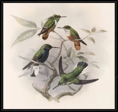 Картина Птицы Авес Пл. 74 (1879-1915) №59
