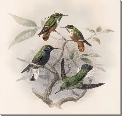 Картина Птицы Авес Пл. 74 (1879-1915) №59